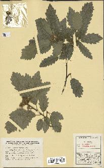 spécimen de Quercus faginea