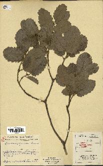 spécimen de Quercus faginea