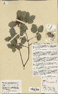 spécimen de Quercus faginea