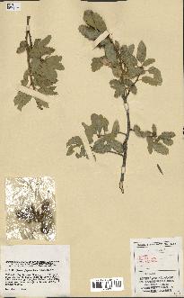 spécimen de Quercus faginea