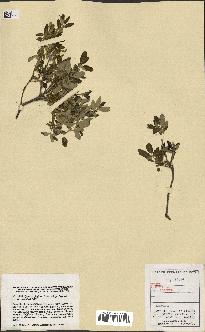 spécimen de Quercus faginea