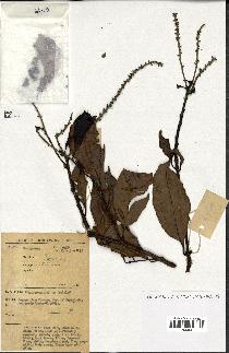 spécimen de Lithocarpus sp.