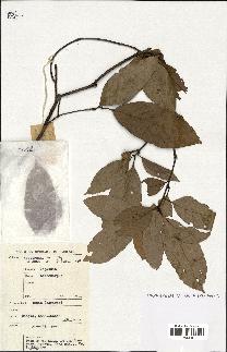 spécimen de Lithocarpus sp.