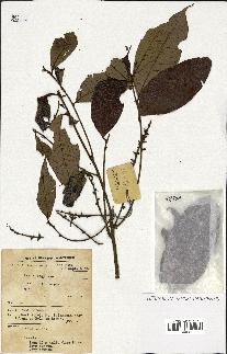 spécimen de Lithocarpus sp.