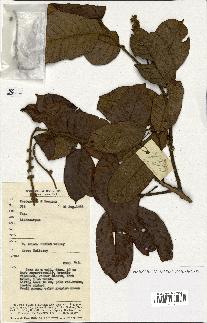 spécimen de Lithocarpus sp.