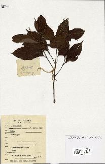 spécimen de Lithocarpus sp.