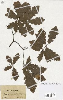 spécimen de Quercus sessiliflora