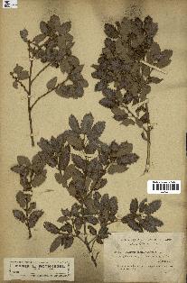 spécimen de Quercus faginea