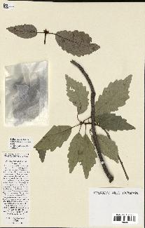 spécimen de Quercus montana