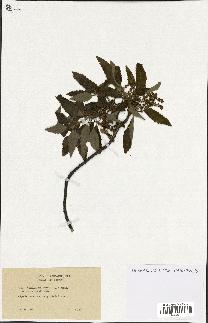 spécimen de Quercus castaneifolia