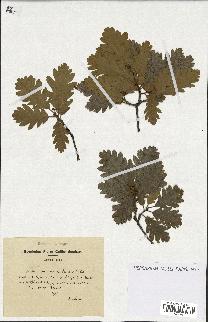 spécimen de Quercus pubescens