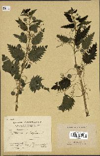 spécimen de Urtica pilulifera