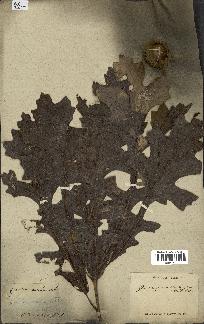 spécimen de Quercus macrocarpa