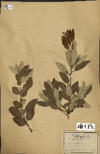 spécimen de Quercus ilex