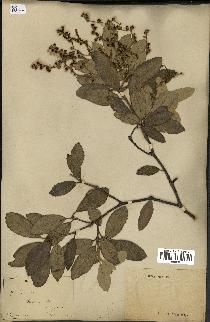 spécimen de Quercus ilex