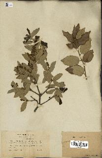 spécimen de Quercus ilex