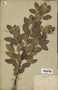 spécimen de Quercus ilex