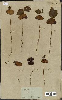 spécimen de Fagus sylvatica
