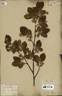spécimen de Fagus sylvatica