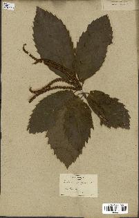 spécimen de Castanea vulgaris