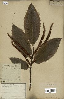 spécimen de Castanea vulgaris