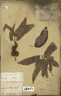 spécimen de Quercus acutissima