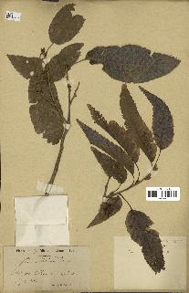spécimen de Quercus acutissima
