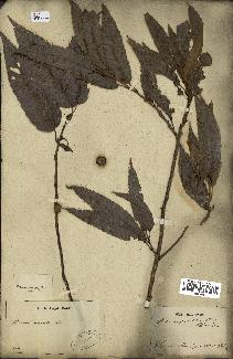 spécimen de Quercus acutissima