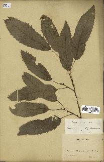 spécimen de Quercus acutissima