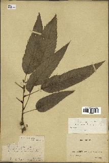 spécimen de Quercus acutissima