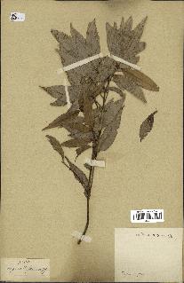 spécimen de Quercus acutissima