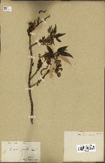 spécimen de Quercus acutissima