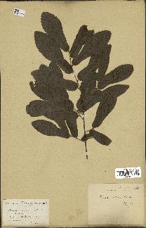 spécimen de Quercus acutissima
