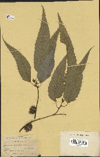 spécimen de Quercus acutissima