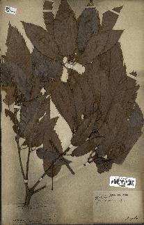 spécimen de Quercus acutissima