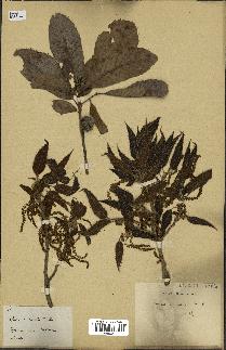 spécimen de Quercus acutissima