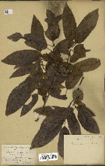 spécimen de Quercus acutissima