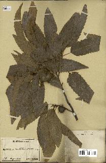 spécimen de Quercus acutissima