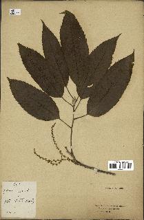 spécimen de Quercus acutissima