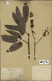 spécimen de Quercus acutissima