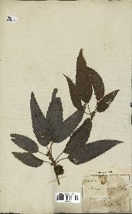 spécimen de Quercus acutissima