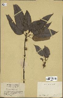 spécimen de Quercus acutissima