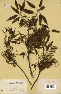 spécimen de Quercus acutissima