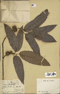 spécimen de Quercus acutissima
