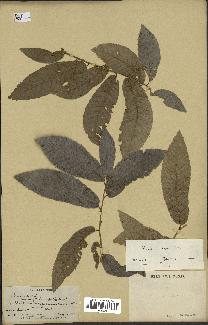 spécimen de Quercus acutissima