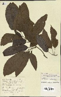 spécimen de Quercus acutissima