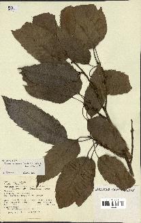 spécimen de Quercus acutissima