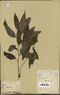 spécimen de Quercus acutissima