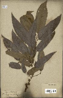 spécimen de Quercus acutissima