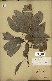 spécimen de Quercus acutissima